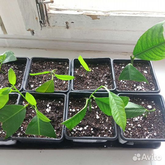 Лимонное дерево