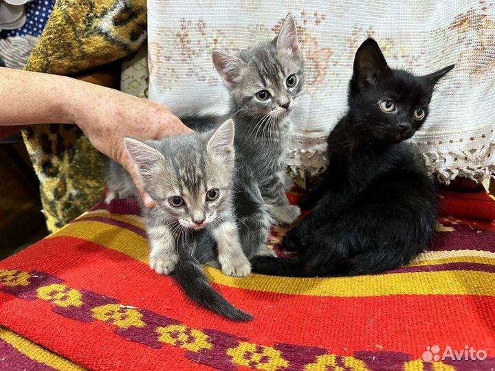 Кошка в дар бесплатно