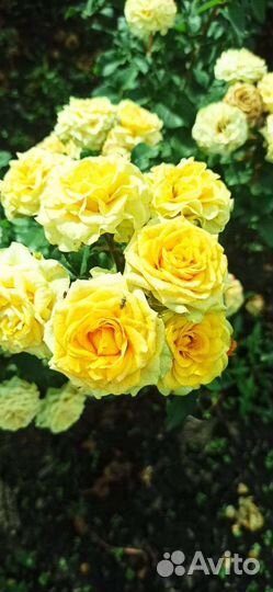 Хризантема шаровидная