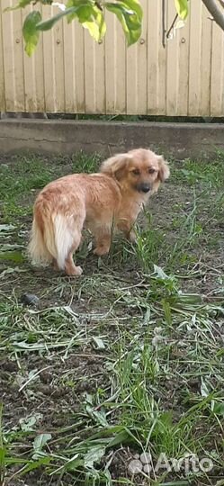 Собаки бесплатно