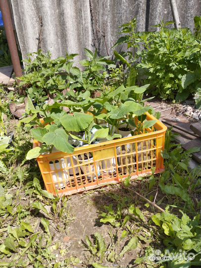 Рассада тыквы