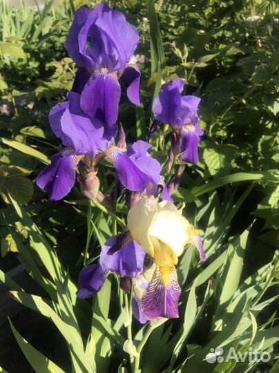 Ирисы