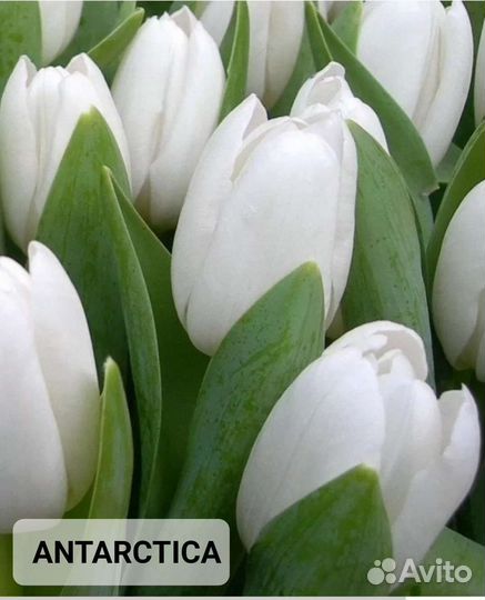 Луковицы тюльпана 12+ охлажденная оптом