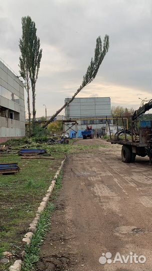 Спил деревьев