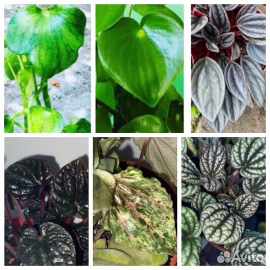Пеперомии сортовые (часть 2)