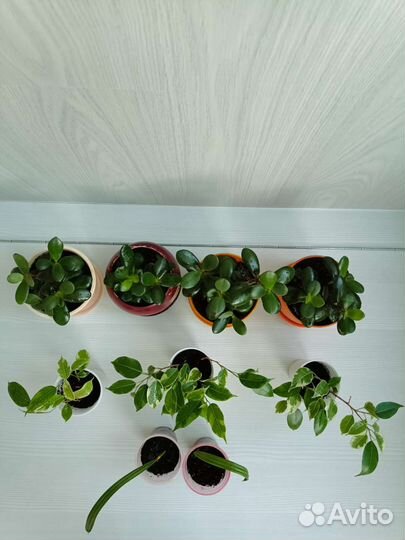 Толстянка, фикус - кинки, финиковая пальма