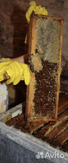 Ульи с пчелами и пчелиные семьи