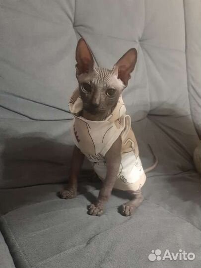 Одежда для сфинкса 4-6 месяцев