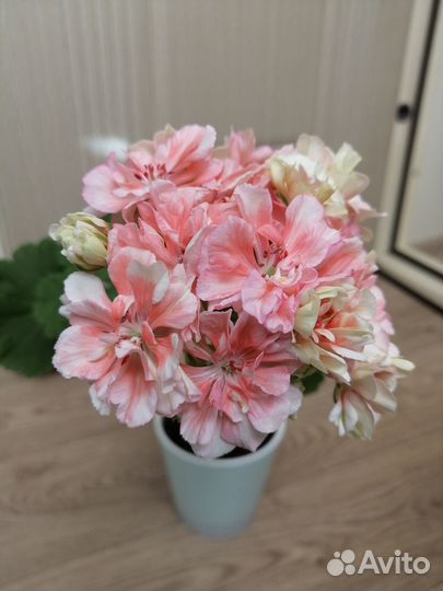 Герань пеларгония разная цветет