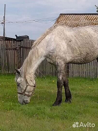 Орловская кобыла