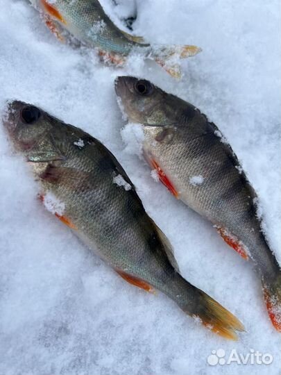 Рыбалка, пруд Зеркальный