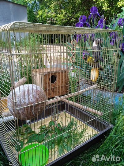 Попугай неразлучники с клеткой