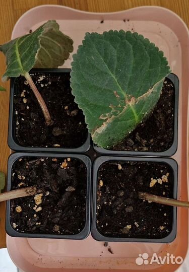 Глоксиния клубни молодые