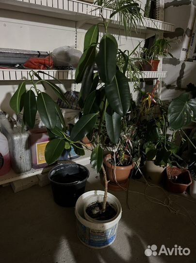 Фикус цветок