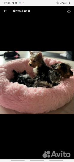 Щенки йорков