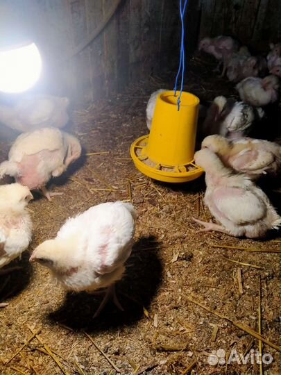 Цыплята бройлеры