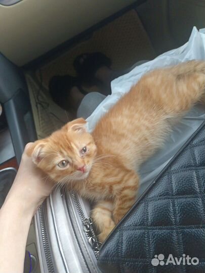 Милашки коты