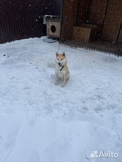 Щенки-Лайки
