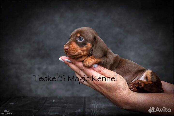 Толстолапая шоколадная сарделина, питомник