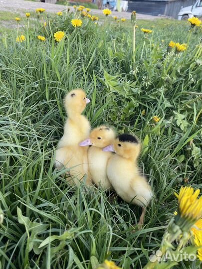 Домашняя птица