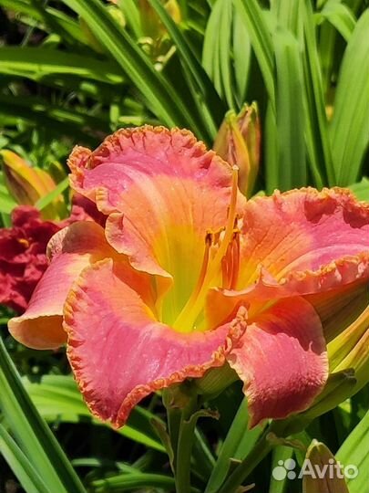 Лилейники сортовые