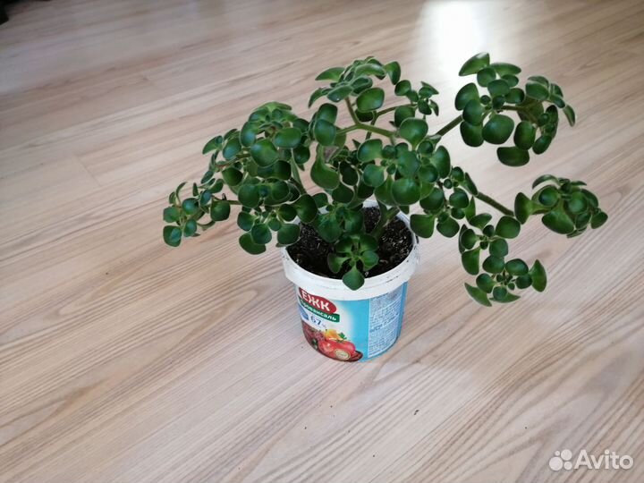 Аихризон дерево любви