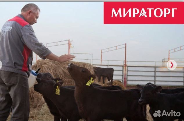 Оператор-животновод фермы крс Холмовая