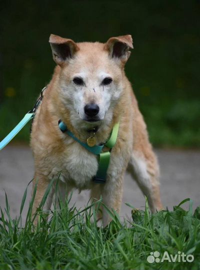 Собака в добрые руки. Тося