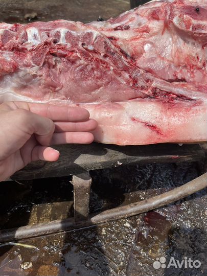 Мясо свинина домашняя, сало, яйцо куриное