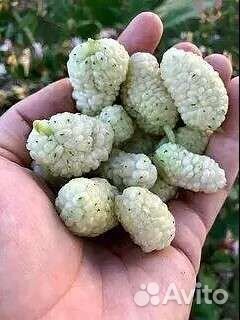 Облепиха,Шелковица,Саженцы Годжи (Дереза,Лициум)