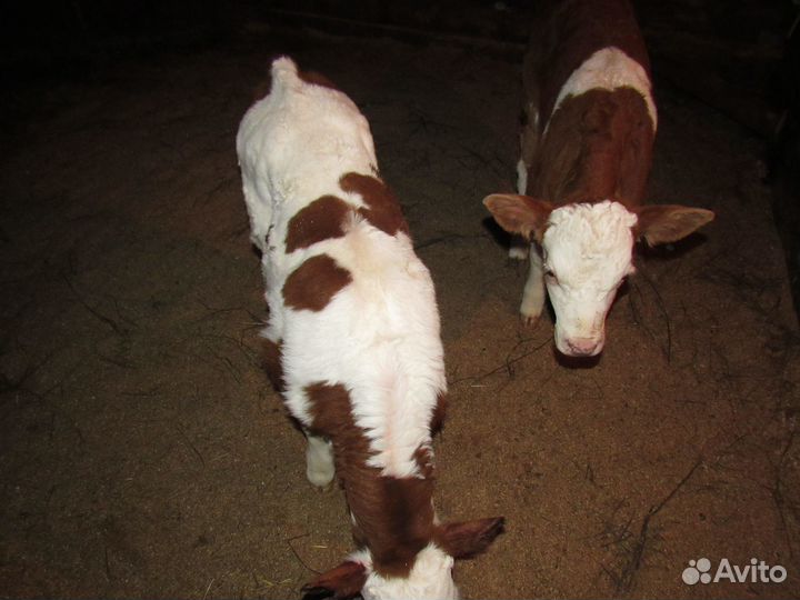 Продам телят