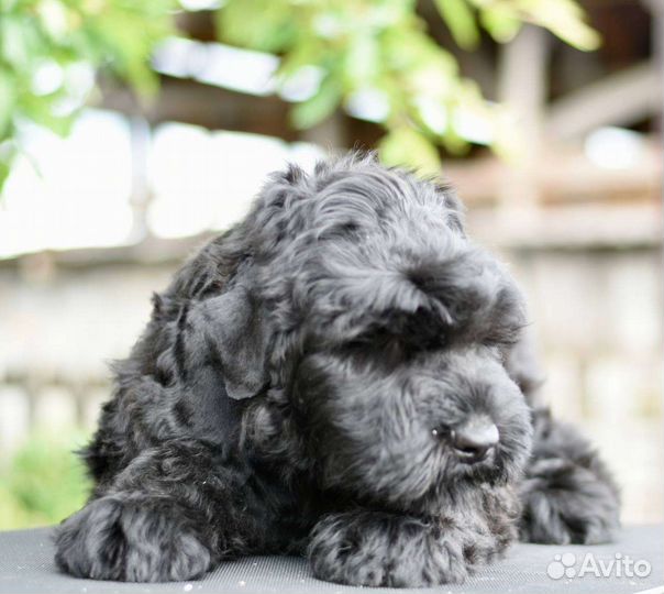 Собаки, щенки Русского черного терьера