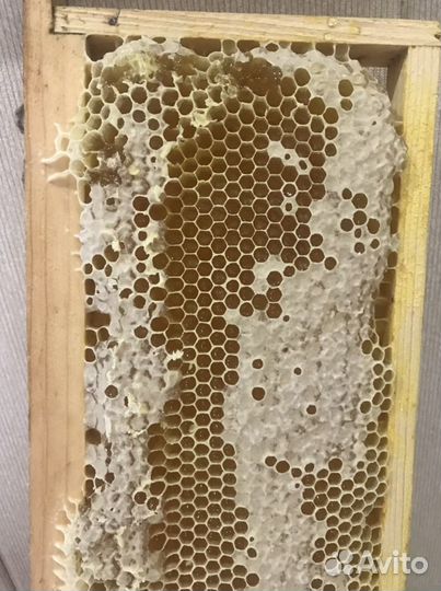 Мед свежий 2023