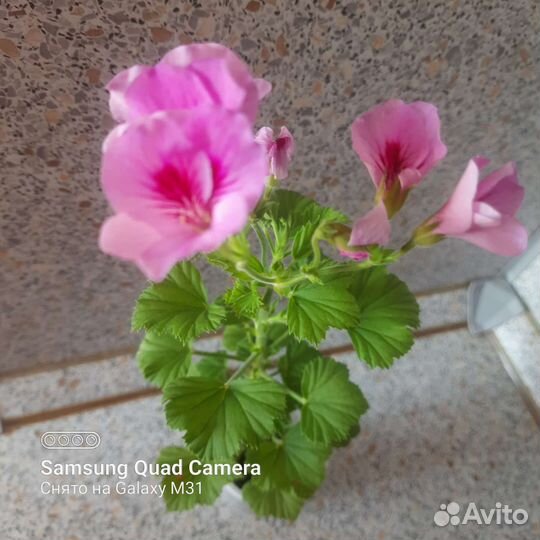 Герань пеларгония