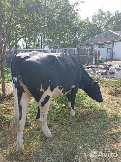 Бык и телка