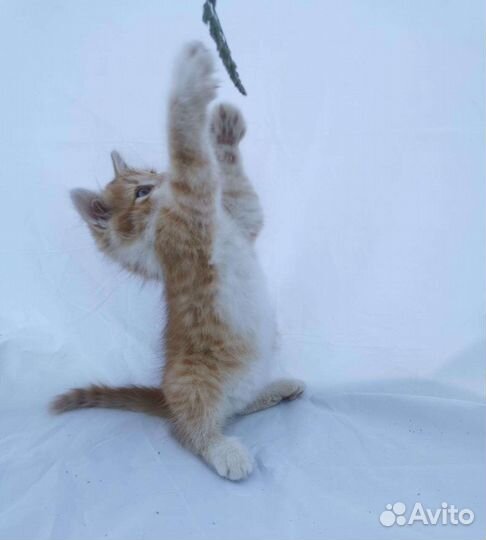 Рыжий голубоглазый Лучик (2 месяца) ищет дом