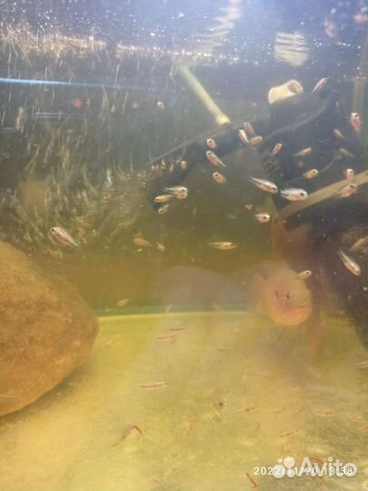 Аквариумные рыбки цихлиды