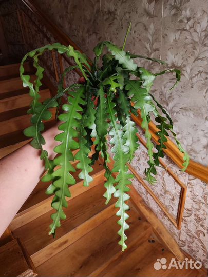 Эпифиллум ангулигер