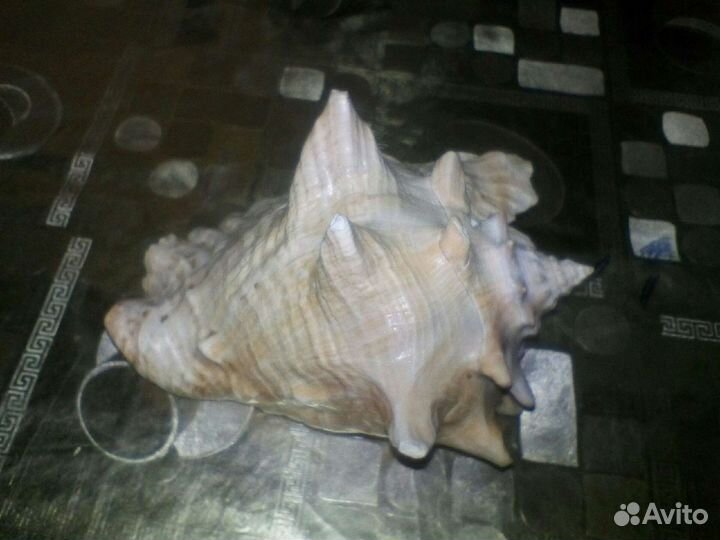 Ракушка огромная