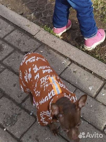 Чихуахуа мини девочка