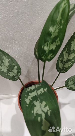 Аглаонема Мария