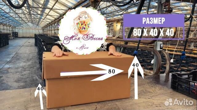 Тюльпаны Моя Весна