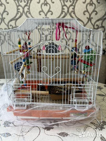 Волнистый попугай ручной