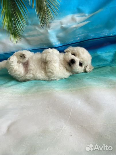 Щенки Бишон фризе
