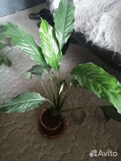 Спатифиллум