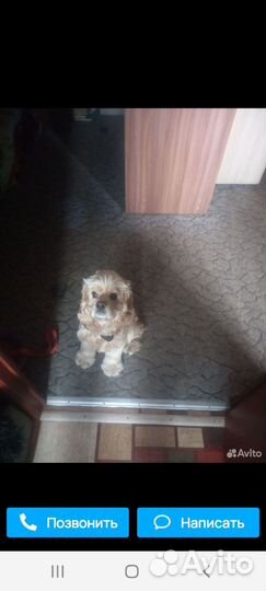 Вязка амереканский кокер