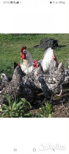 Инкубационное яйцо Пушкинская