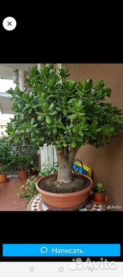 Денежное дерево, красула