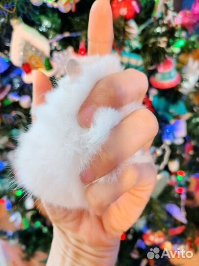 Хомяки ангорские длинношерстные, сатин