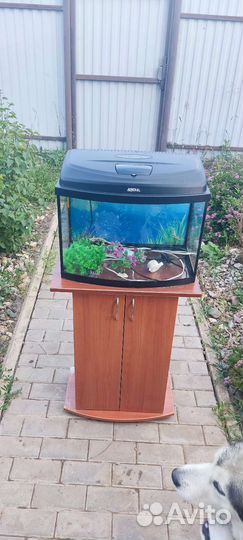 Аквариум на 50 литров